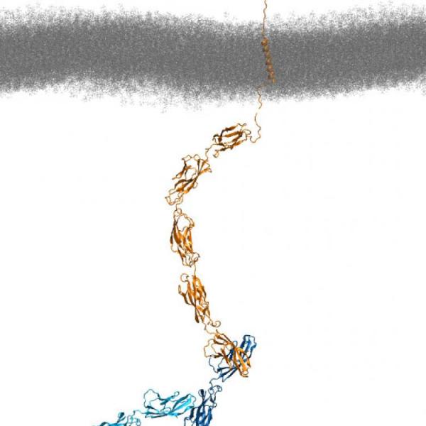 Cell adhesion involves complex interactions between proteins on both cells.