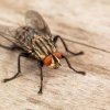 closeup stock image of a housefly